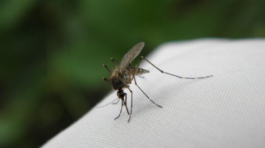 Komar w ogrodzie w którym jest świeca na komary