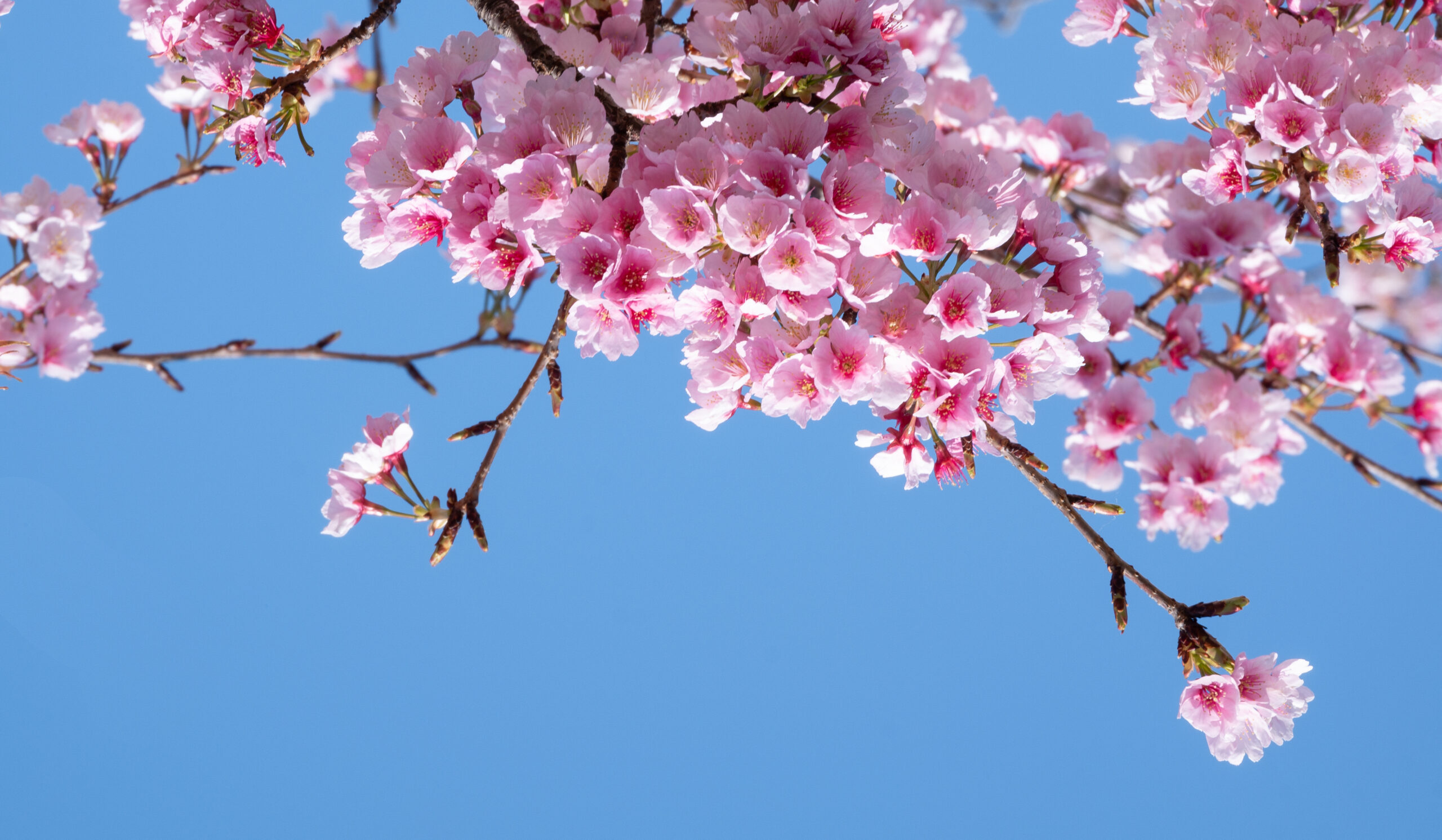 Kwiat kwitnącej wiśni na niebieskim tle nieba, jako symbol Japonii
