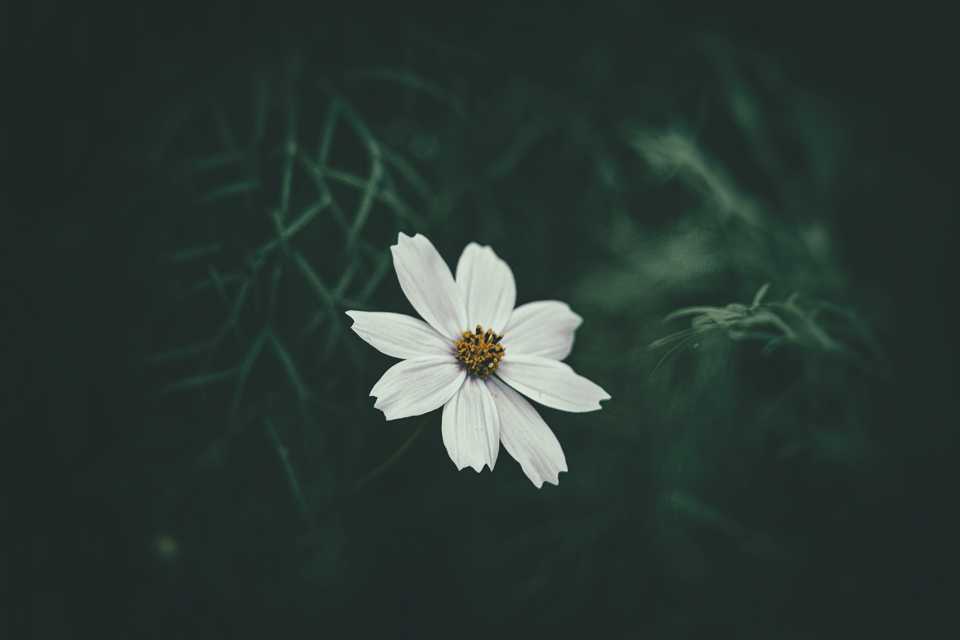 Ten uroczy obrazek przedstawia mały, biały kwiatuszek rosnący w pięknym, przydomowym ogrodzie. Kwiat ten ma delikatne płatki o kremowej barwie i małe, żółte środkowe części, które dodają mu uroku i elegancji. Widać na nim, że kwiat ten rośnie na niewielkim łóżku kwiatowym, otoczonym różnorodną roślinnością i kamieniami, co tworzy piękną, naturalną kompozycję. Ta urocza aranżacja będzie doskonałym dodatkiem do każdego ogrodu, który potrzebuje dodatkowego uroku i koloru. Ten obrazek to doskonałe źródło inspiracji dla tych, którzy chcą ozdobić swój ogród pięknymi i uroczymi kwiatami oraz cieszyć się pięknem natury każdego dnia.