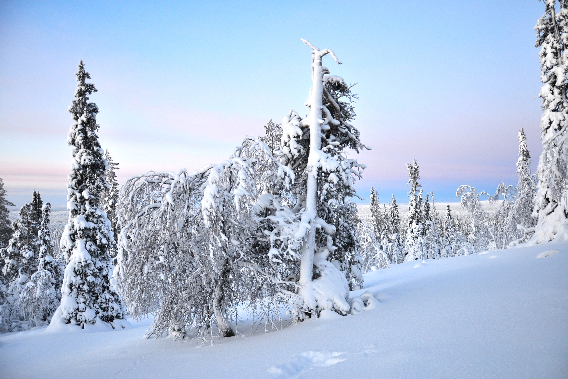 Ten uroczy obrazek przedstawia fiński krajobraz zimowy, z pokrytą śniegiem scenerią leśną i górami w tle. Biały puch i lodowe formacje dodają uroku krajobrazowi, a ciemne drzewa i skały kontrastują z jasnym tłem. Można z łatwością poczuć chłodny klimat i piękno natury Finlandii, która przyciąga turystów z całego świata.