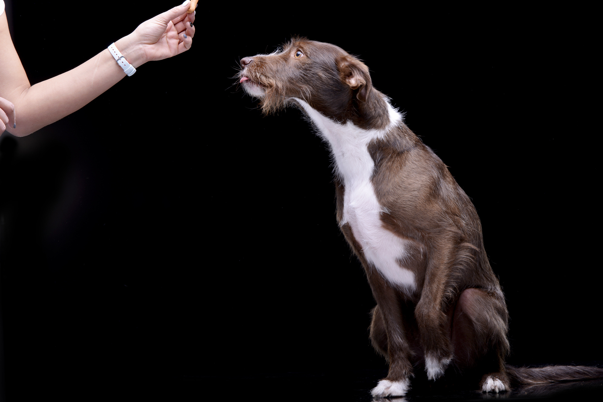 Ręka psiego behawiorysty, trzymająca przysmak dla psa nad jego głową