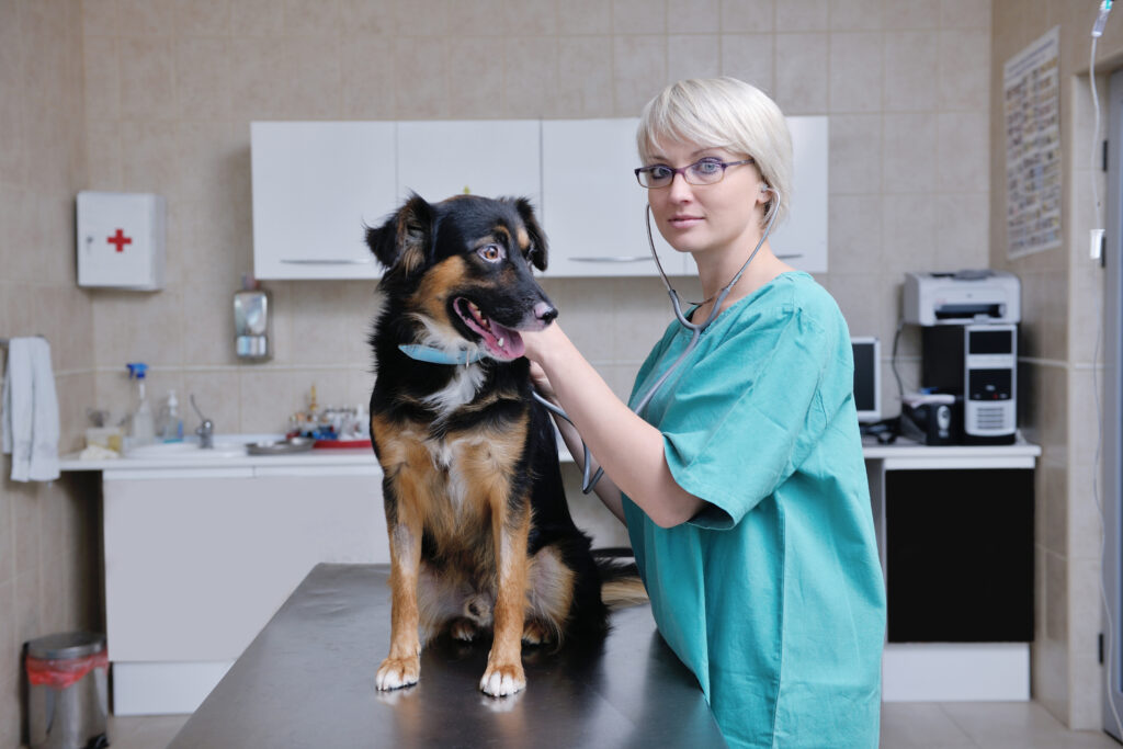 Lekarka weterynarii badająca dużego psa w gabinecie